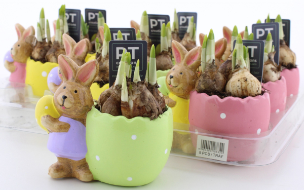 Narzissen in Hasentopf