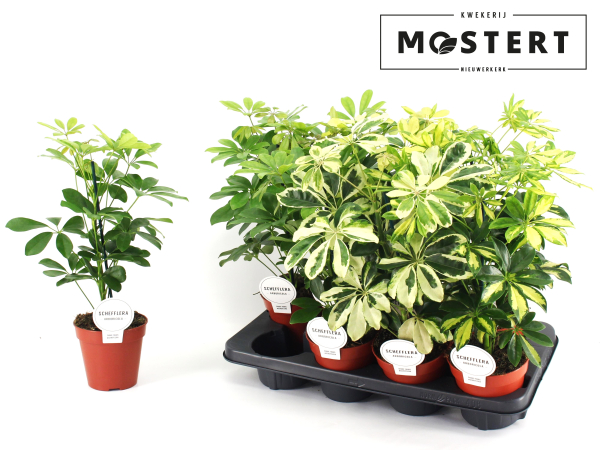 Schefflera arbor. Mix