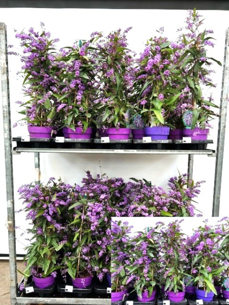 Hardenbergia violacea