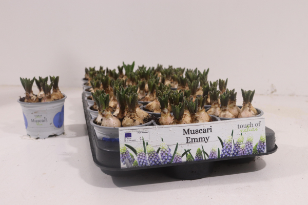 Muscari  blau-weiß "Emmy"