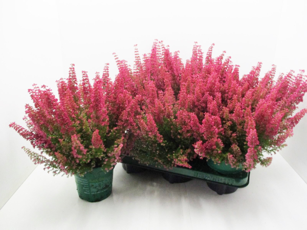 Erica gracilis "Beauty Queens" rot