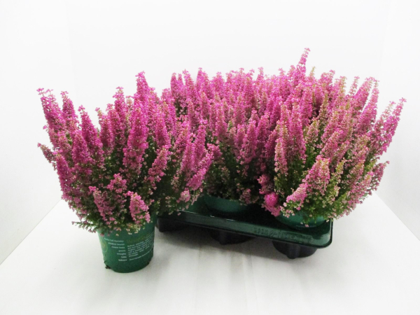 Erica gracilis "Beauty Queens" rosa