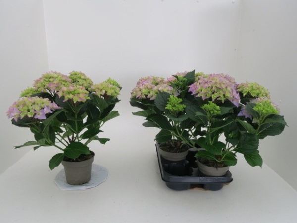 Hydrangea macro. blau
