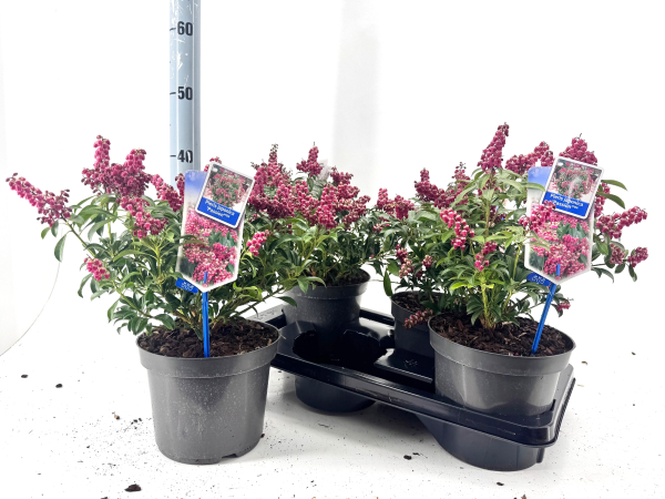 Pieris jap. "Passion"