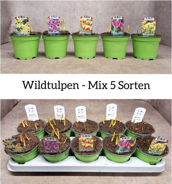 Wildtulpen Mix