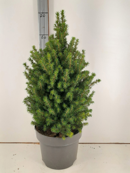 Picea glauca 'Perfecta'