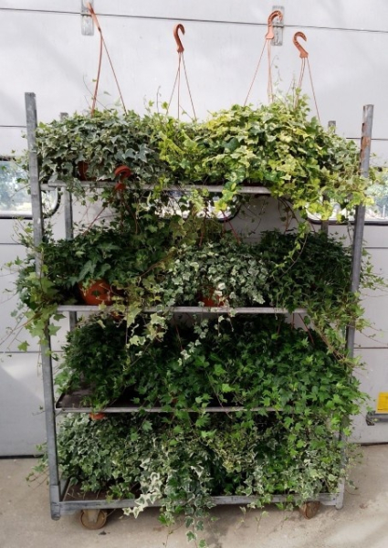 Hedera helix Ampel