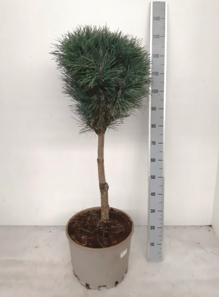 Pinus sylvestris "Fastigiata"