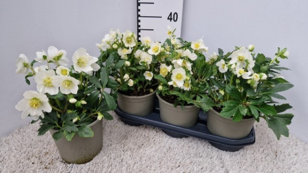 Helleborus "Viv Victor"