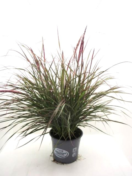 Pennisetum "Cherry Sparkler"