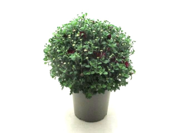 Chrysanthemum   ind. Kübel