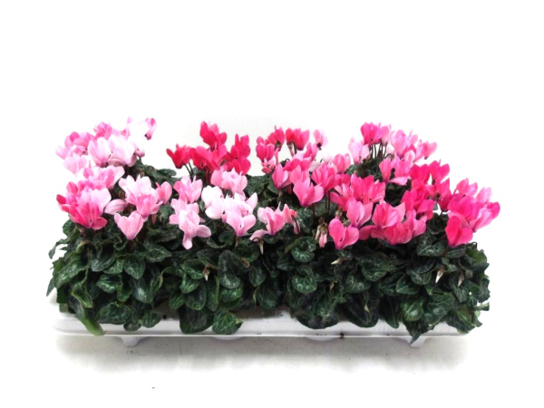Cyclamen midi "Victoria"