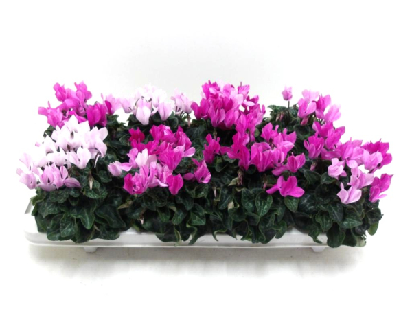 Cyclamen midi 'Crayon' lila