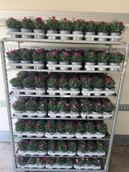 Dianthus "Peman"