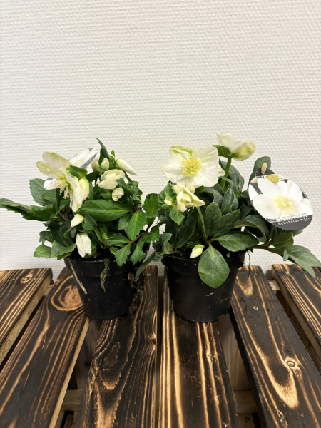 Helleborus niger "Adventstar"