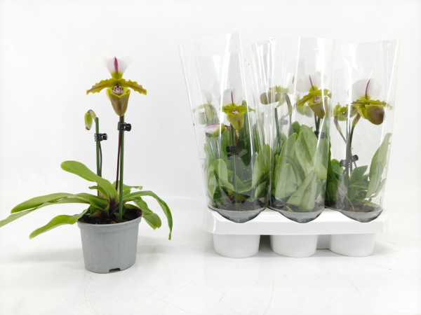 Paphiopedilum