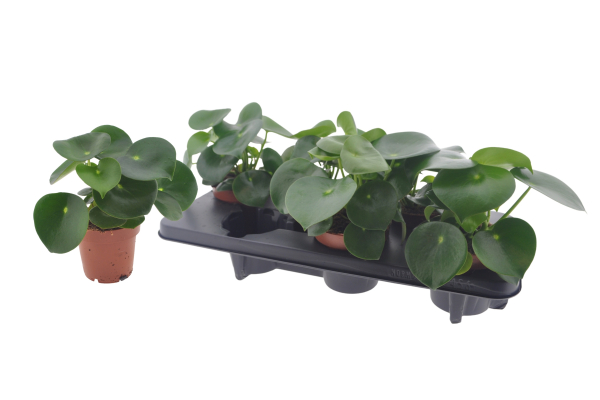 Peperomia polybotrya "Raindrop"