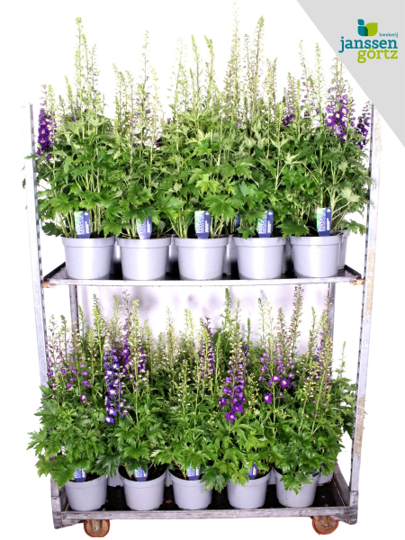 Delphinium "Magic Fountains" Kübel