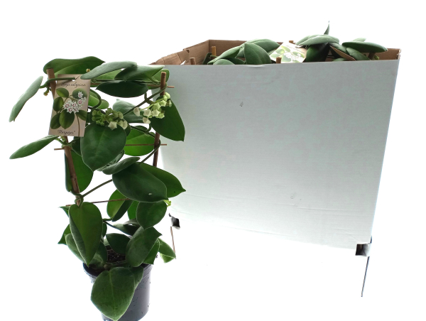 Hoya calycina Spalier