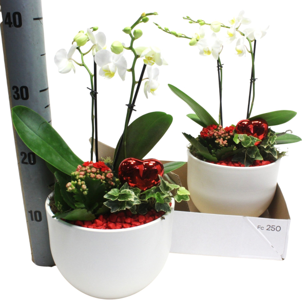 Phalaenopsis in Übertopf bepflanzt