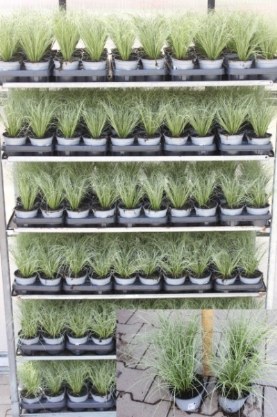 Carex "Mint Curl"