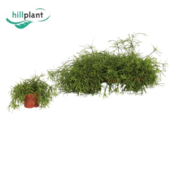 Rhipsalis baccifera 'Oasis'