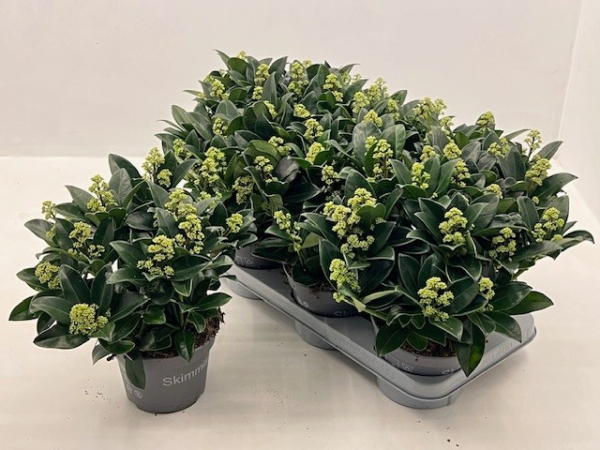 Skimmia jap. "White Maria"