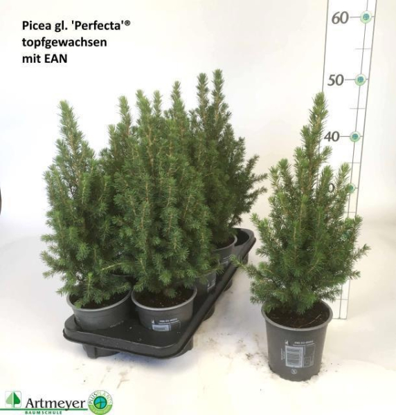 Picea glauca 'Perfecta'