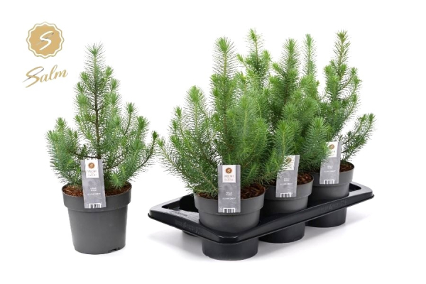 Pinus pinea "Silver Crest"
