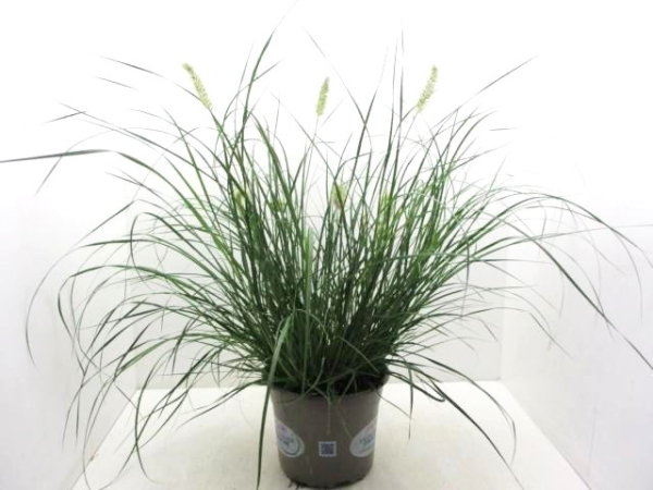 Pennisetum alopec. "Hameln"