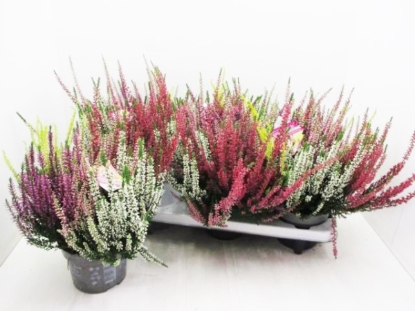 Calluna "High Five"