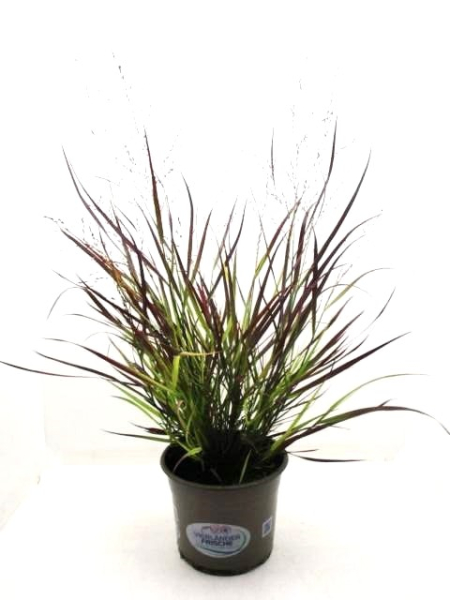 Panicum "Hänse Herms"