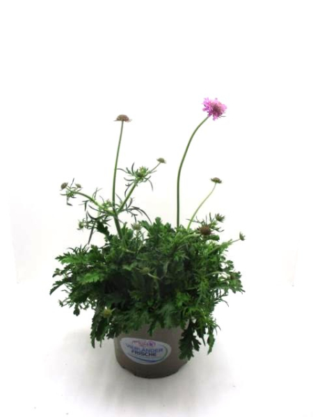 Scabiosa Kübel