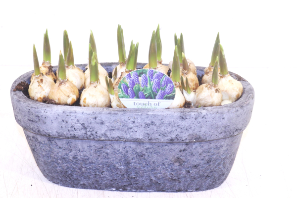 Muscari in Steinschale oval