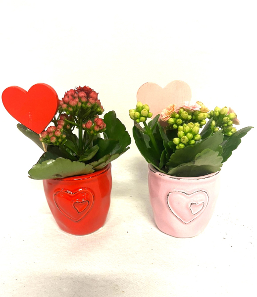 Mini Kalanchoe in Keramik + Herz