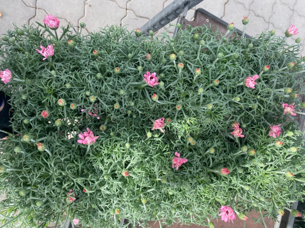 Rhodanthemum hosm. rosa