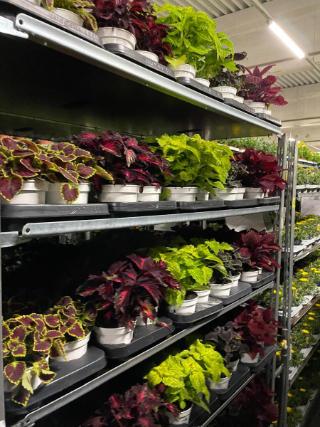 Coleus