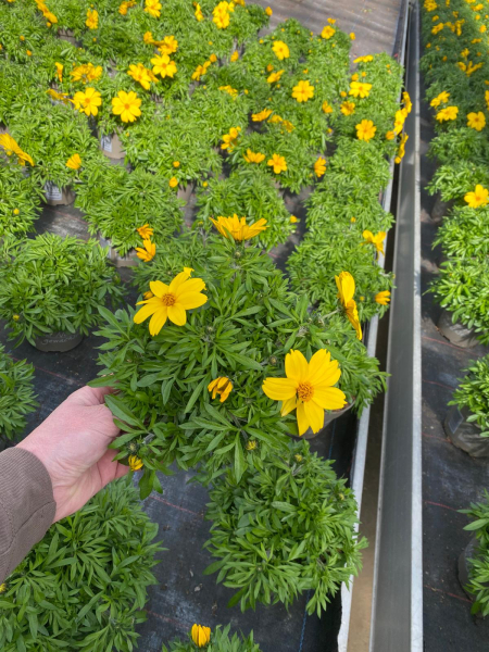 Bidens gelb
