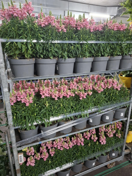 Antirrhinum Kübel