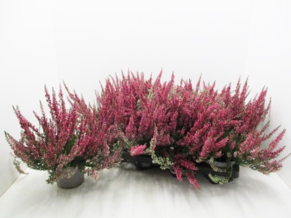 Calluna  vulg. rot