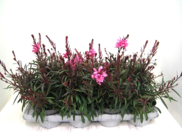 Gaura lind. pink