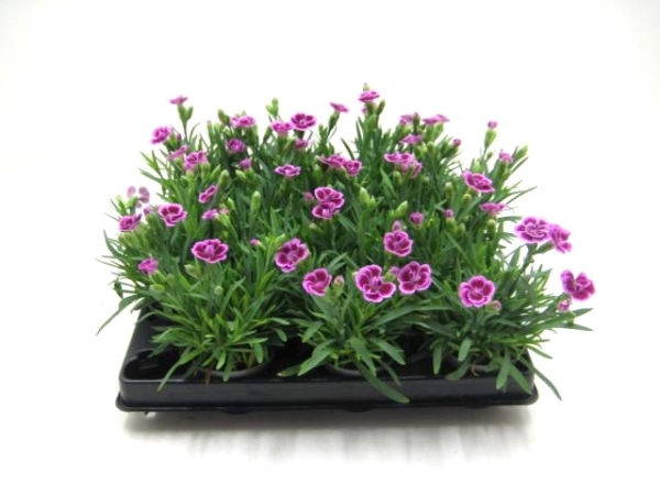 Mini Dianthus "Pink Kisses"