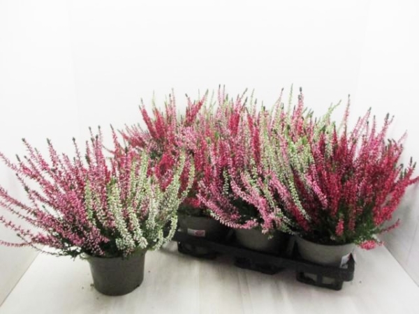 Calluna vulgaris Trio