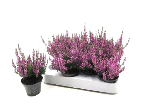 Mini Calluna rosa