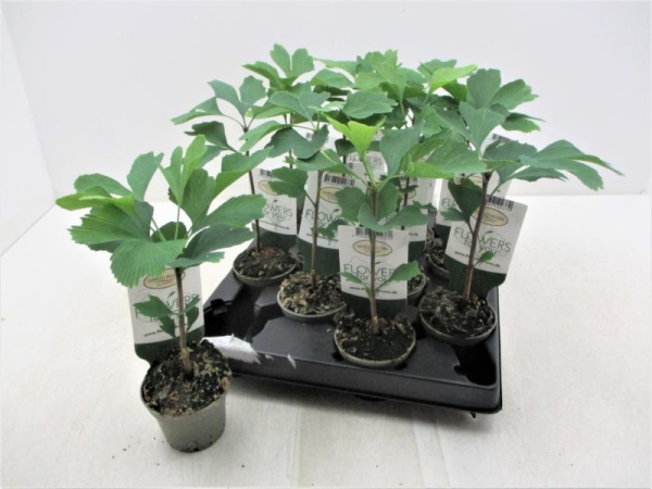 Mini Ginkgo biloba
