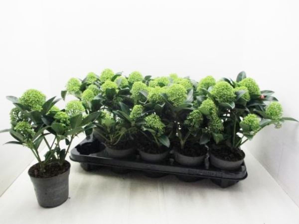 Skimmia jap. "Finchy"