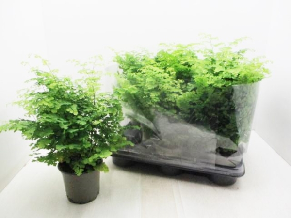 Adiantum raddi. "Fragrans"