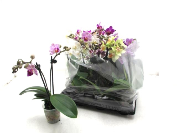 Mini Phalaenopsis 2 Rispen Mix