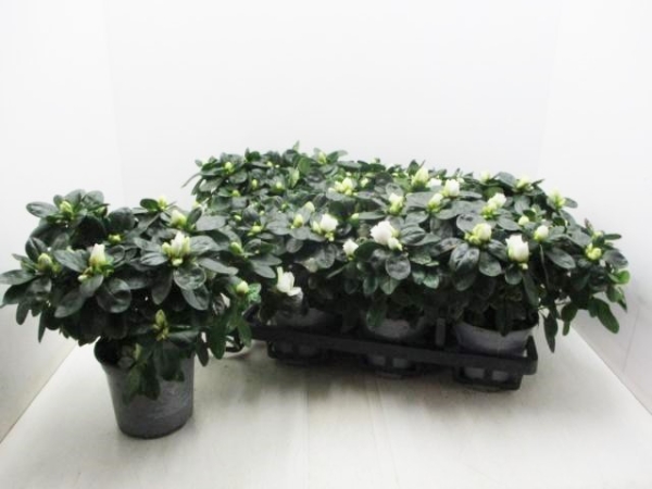 Azaleen 17-20 cm weiß