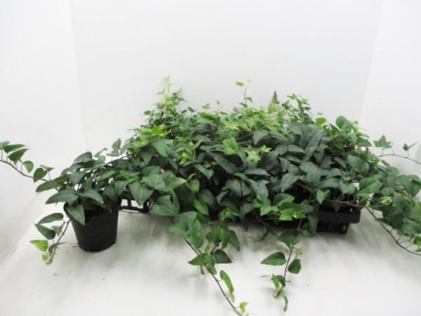 Hedera helix Mix